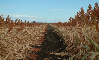Skip row sorghum lodge at Springsure, Queensland. Sorghum crop lodging, with stalks fallen over onto the ground